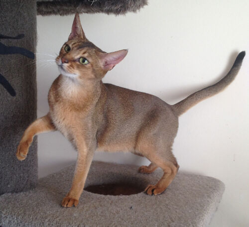 abyssinian