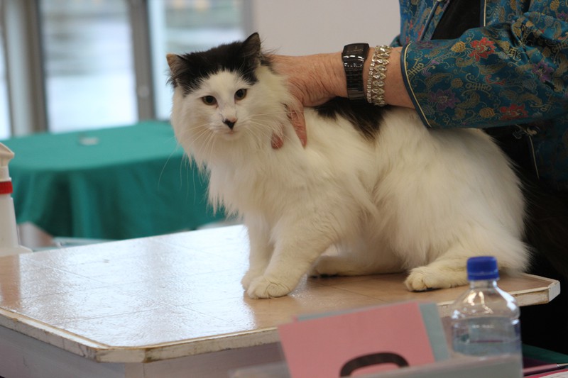 Catz Inc. Karnak National Show