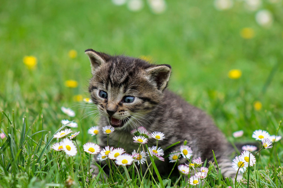 Spring cat show. Кошка на природе. Котенок в траве. Милые котята на природе. Котенок в ромашках.