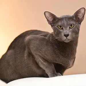 Oriental cat breeds store list